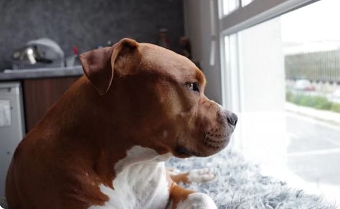 Bulldog bully breed K9Marketplace.Pet