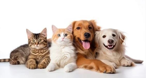 K9Marketplace let us help you find the perfect dog