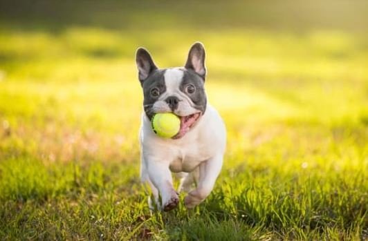 K9 Marketplace French Bulldogs for sale 02