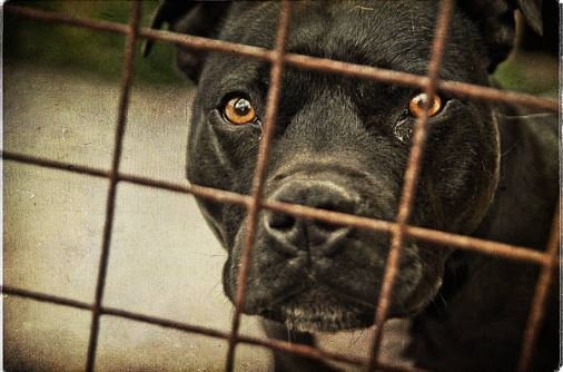 Pitty in jail k9Marketplace