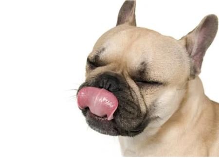 Yummy tummy french bulldog puppy K9Marketplace.pet