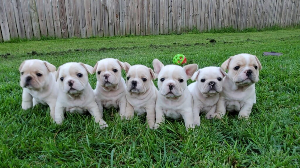 k9 Marketplace Presents Frenchies 2 Luv French Bulldog puppies for sale 01