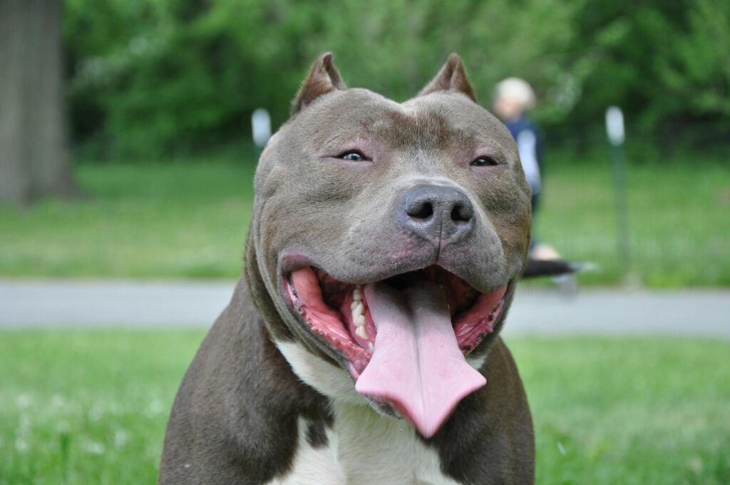 Happy pit bull dog with tongue out in a park. K9Marketplace.pet