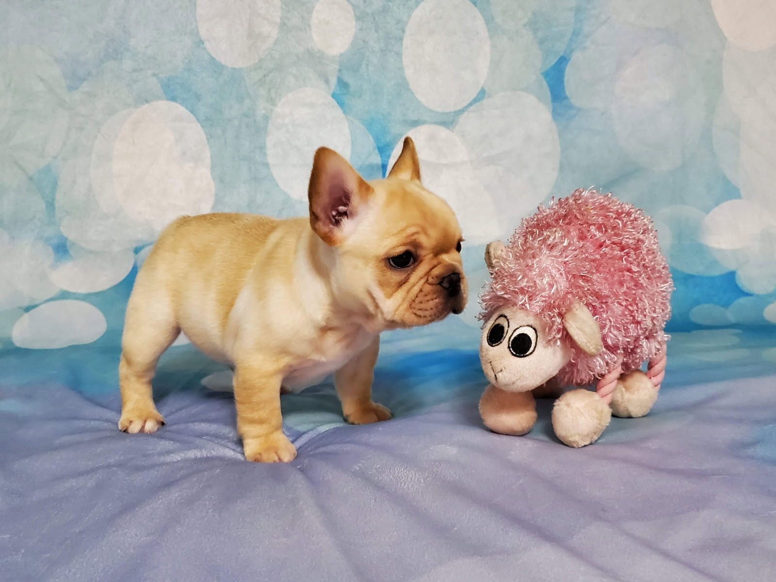 French Bulldog Puppy for sale by Frenchies2luv in Violet Louisiana k9Marketplace.pet