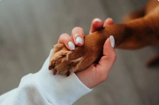 K9Marketplace donates 10% of our profits to help pets in underserved codmmunities